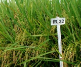 Resistant variety- IR 32